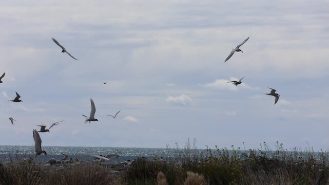 Close-up clip of a flock of terns on a beach in Patagonia during the breeding season.