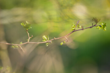 New leaf growth on a common hawthorn in spring