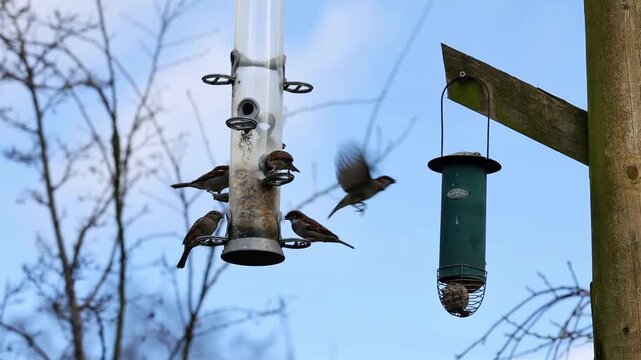 Sparrows feeding