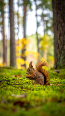 Obraz premium Squirrel on mossy forest floor eating something. Blurry trees in background