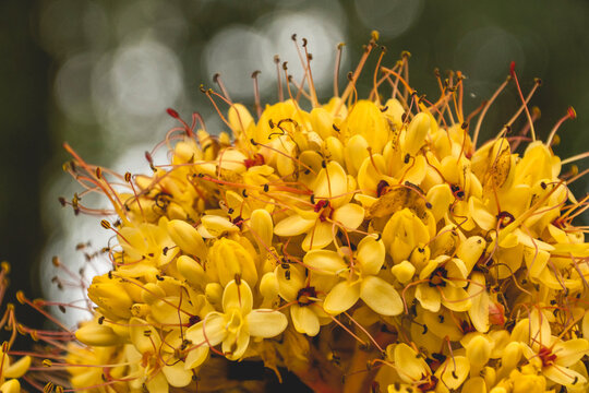 yellow ashoka tree, scientifically known as saraca thaipingensis