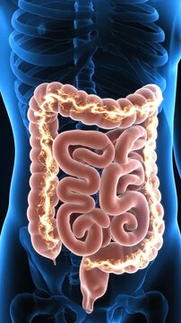3D Medical Animation of Human Digestive System with Glowing Energy Moving Through Large Intestine on Blue X-Ray Body