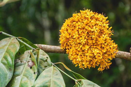 yellow ashoka tree, scientifically known as saraca thaipingensis