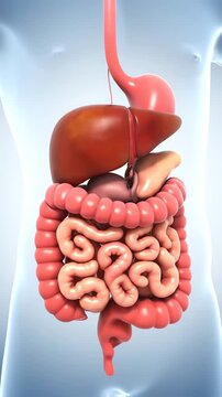 3D Medical Illustration Of Human Digestive System Showing Intestines Stomach And Liver Internal Organs Anatomy On Light