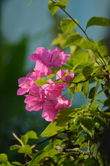 Pink bougainvillea flowers in sunlight with green leaves bokeh