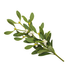 Mistletoe Branch With White Berries And Green Leaves mistletoe, branch, leaves, green isolated on a transparent background