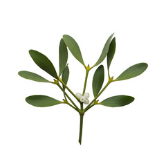 Mistletoe sprig with white berries and green leaves on background graphic design isolated on a transparent background