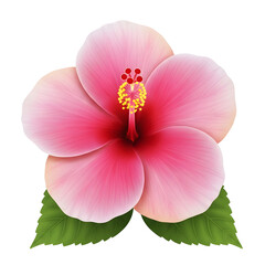 Pink Hibiscus Flower with Green Leaves on Background pink flower tropical flower isolated on a transparent background