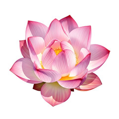 Pink Lotus Flower Blooming Isolated on Background (111) image isolated on a transparent background