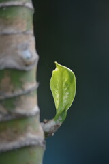 Single green leaf emerging from tree trunk with copy space