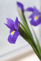 A close-up of a purple iris, with purple petals and yellow stamens.