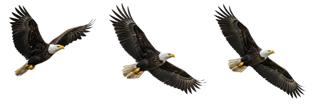 flying eagle set isolated in PNG background stock image..American Eagle
