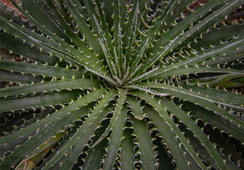 Fototapeta premium Close up of Guapilla (Hechtia argentea) native succulent plant of Hechtia texensis originally from Mexico, Green Latin American shrub with long spiky leaves as a background image.