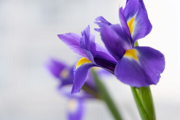 A close-up of a purple iris, with purple petals and yellow stamens.