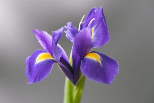 A close-up of a purple iris, with purple petals and yellow stamens.