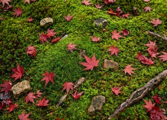 緑色の苔の上に散らばる鮮やかな赤い紅葉の葉、日本の秋の静寂とわびさびの風景