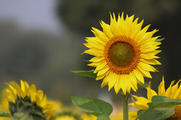 A sharp close-up of a blooming sunflower in a field, highlighting the intricate patterns of the disk florets and bright yellow petals with a soft bokeh effect.