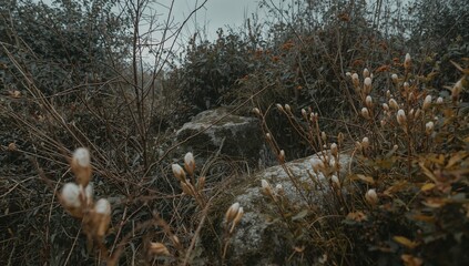 Obraz premium Flowers and Rocks in a Wild Garden During an Overcast Day in Autumn