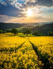 Sun-drenched yellow flower field, tire track leading to distant trees. Rolling hills & cloudy sky
