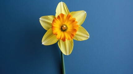 Fototapeta premium Golden Daffodil Bloom