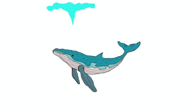 Animation of a blue whale swimming and spouting water.