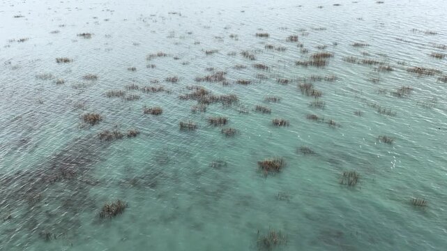 Slow drone movement over a clear shallow lake with many small bushes of aquatic grass growing above the water surface creating a natural green pattern