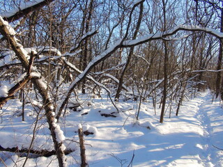 Fototapeta premium The landscape of a barely trodden path in snowdrifts that relentlessly beckons the traveler into the forest thickets to admire the winter nature.