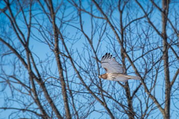 Red tailed Hawk Flies Low Through Trees