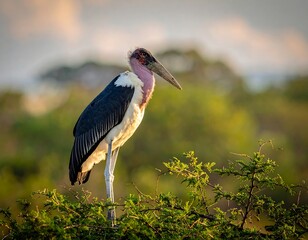 Marabou stork perched on a green treetop, lit by warm sunlight, against a blurred landscape