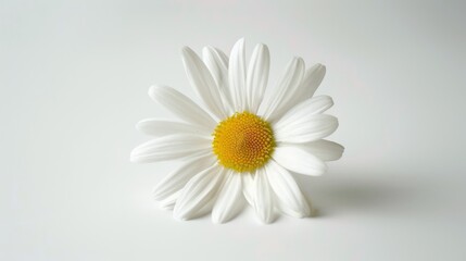 Fototapeta premium Pure White Daisy
