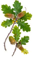 Obraz premium Acorns hang on oak branch, green leaves show yellow spots. Isolated on white