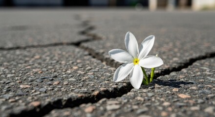 A small white flower sprouts from a crack in dark gray asphalt pavement. Sunlight highlights the flower and crack