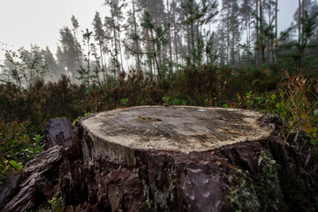 Obraz premium empty background for inserting an object. natural background. empty table for an object.