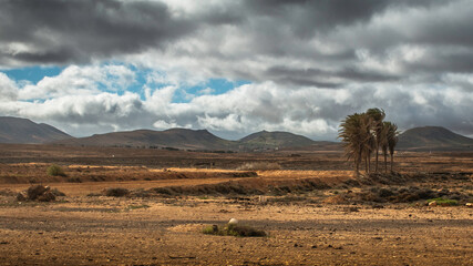 Fototapeta premium Fuerteventura view with palm trees and mountains