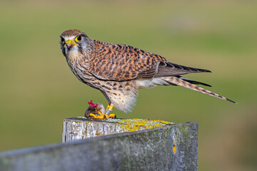 Common kestrel / European kestrel (Falco tinnunculus) female perched on wooden fence post eating...