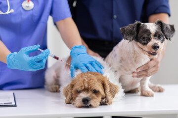 Veterinarian giving injection to small dog with owner holding another dog.