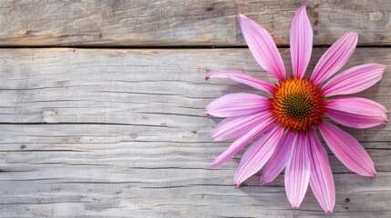 Vibrant Echinacea Coneflower