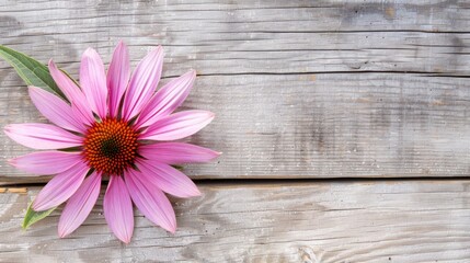 Vibrant Echinacea Coneflower