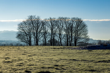 A view over a field towards bare trees, on a sunny winter's morning in Sussex