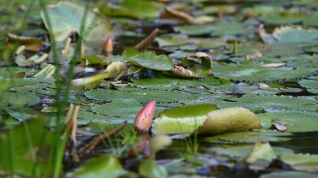 Gebirgsstelze h&uuml;pft &uuml;ber Seerosenbl&auml;tter auf der Suche nach Futter