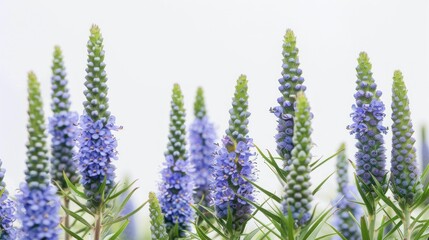 Echium Pride of Madeira with Copy Space