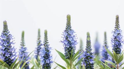 Echium Pride of Madeira with Copy Space