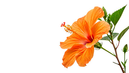Bright orange hibiscus flower in bloom with green leaves isolated on transparent background
