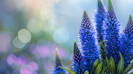 Echium Pride of Madeira with Copy Space