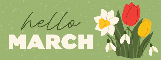 hello march banner with bouquet of tulips, daffodil and snowdrops as a symbol of spring freshness - vector illustration © chrupka