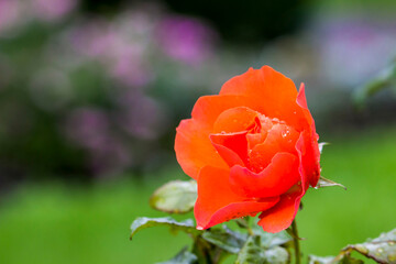 delicate rose flower with raindrops or dew. on a blurred background with bokeh. colorful macro photo of a flower. screensaver. free space. close-up.