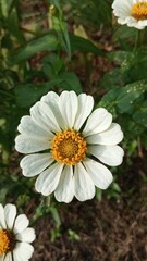 Close-Up White Daisy Flower Outdoors