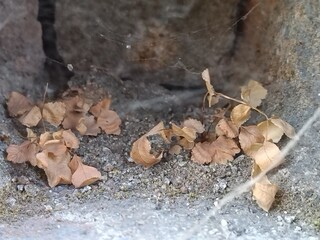 Dry Autumn Leaves Inside a Dusty Concrete Crevice - Detailed Macro of Fallen Foliage and Cobwebs in a Weathered Stone Hollow