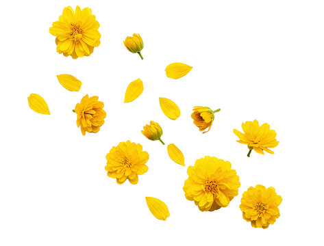Yellow daisy flowers PNG. Garden blooms falling down isolated. Organic floral nature top view flat lay PNG. Fresh summer meadow levitation concept isolated. Flying yellow petals PNG