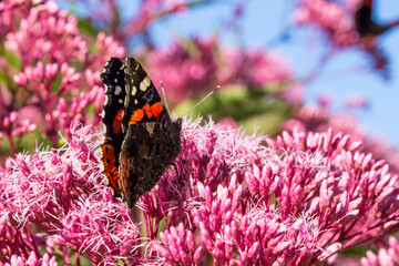 Admiral butterfly on a pink Eutrochium flower. on a blurred background with highlights and bokeh. colorful macro photo of an insect. wild wildlife. screensaver. free space. close-up. © AlMacro